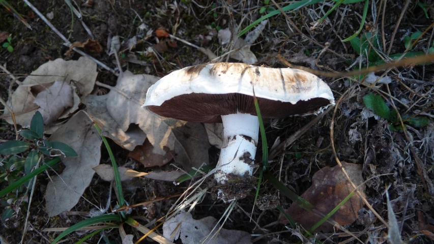 small brown and white mushroom sitting on the ground