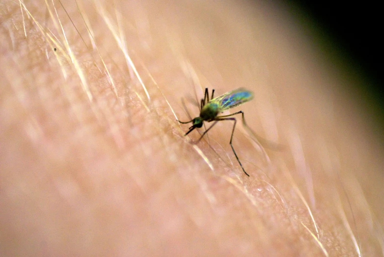 there is a green fly on someone's back shoulder