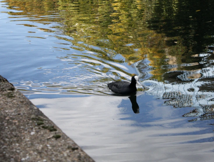 a black duck floating down a lake next to a brick wall