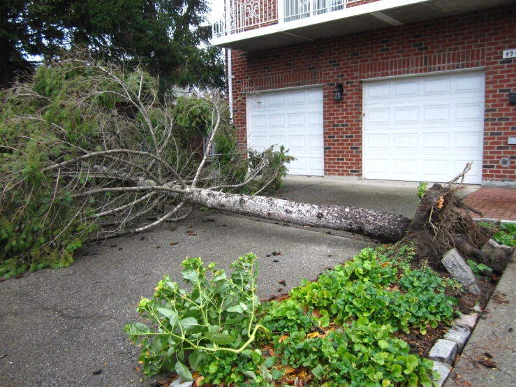 a fallen tree sits over in front of a home