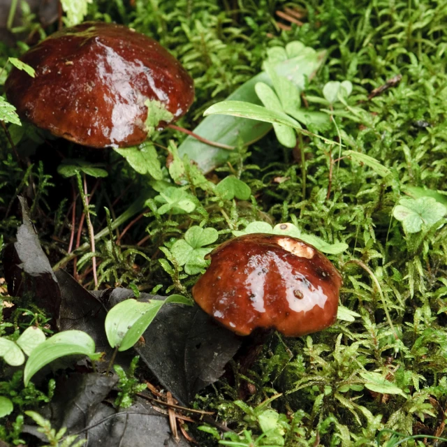 two red mushrooms growing on some mossy plants