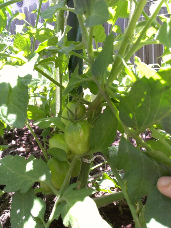 someone is touching the first green seed on a tomato plant