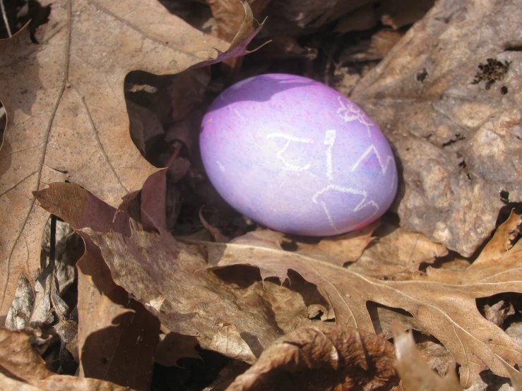 a close up of an egg on the ground with leaves