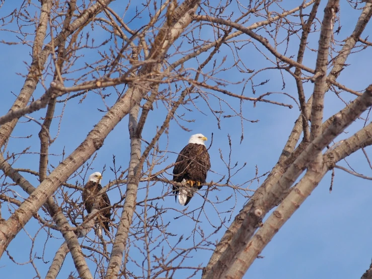 a couple of bald birds sitting in a tree