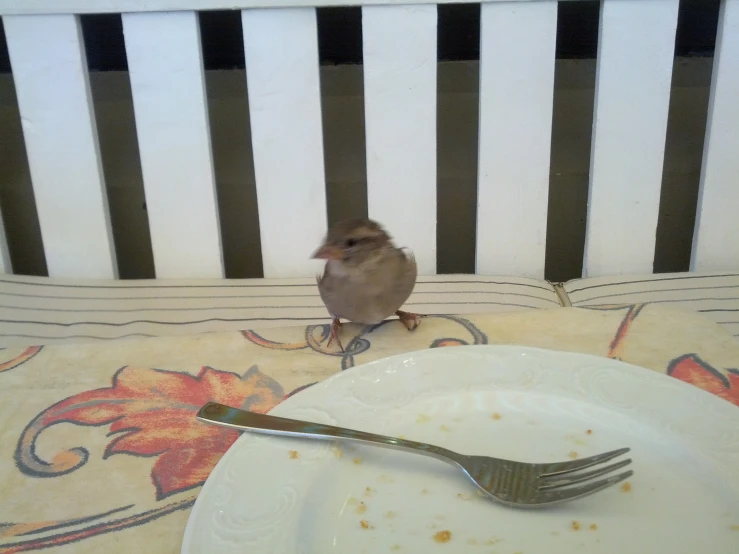 a brown bird perched on top of a white plate