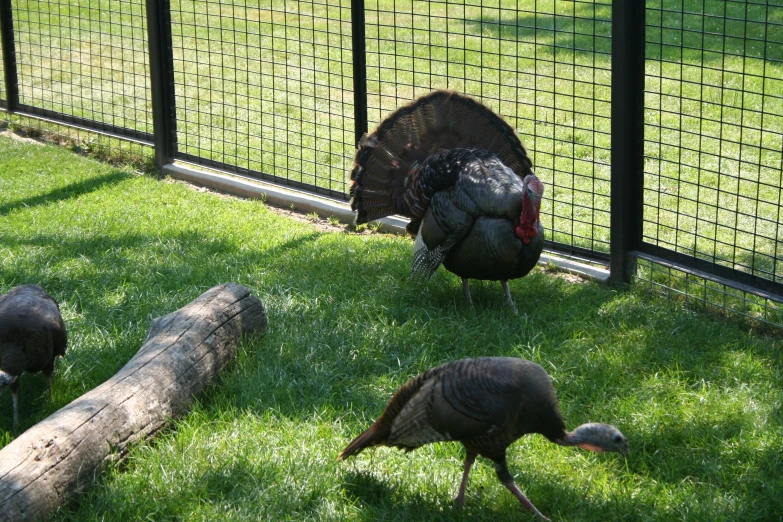 three turkeys in their pen, one eating grass