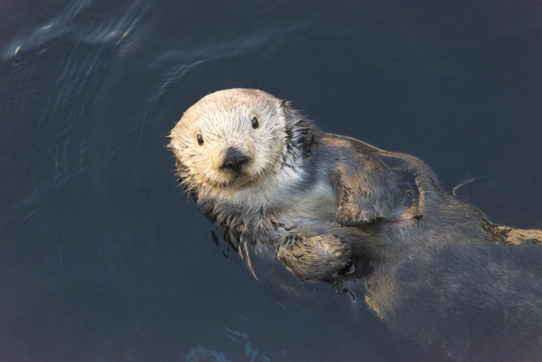 an image of a sea otter swimming through the water