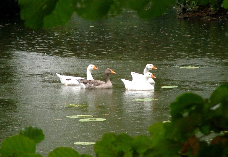 three ducks swimming in the middle of the water