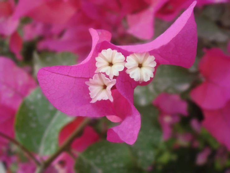 a close up of a pink flower with lots of leaves