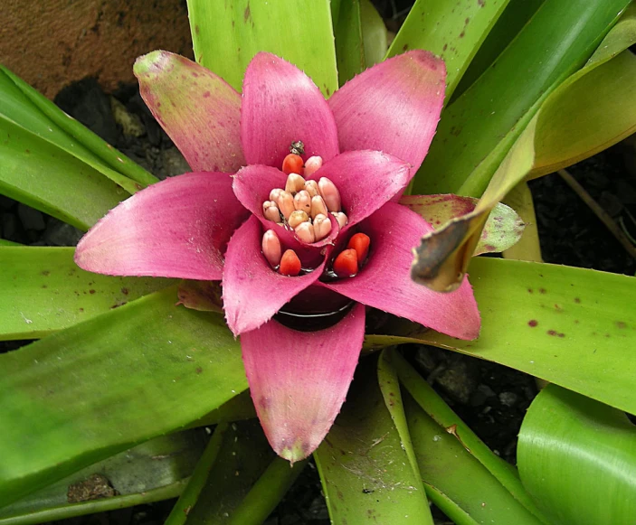 a flower that is on top of a green plant