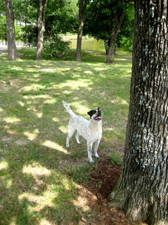 a dog looks up at the bark of a tree in a park