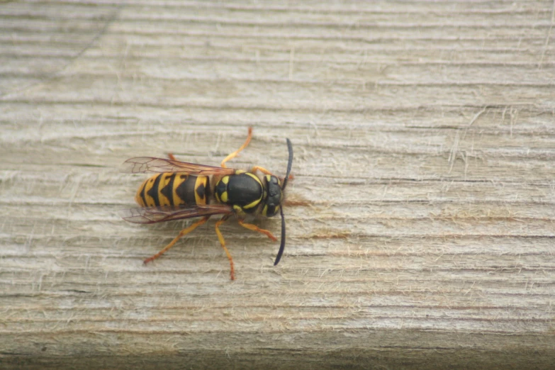 a yellow and black bug sitting on a piece of wood