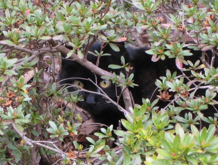 a black cat hiding behind the green foliage