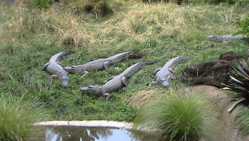 there are crocodiles that are laying in the grass