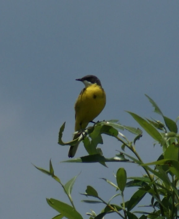 a yellow and black bird on tree nch with sky in background