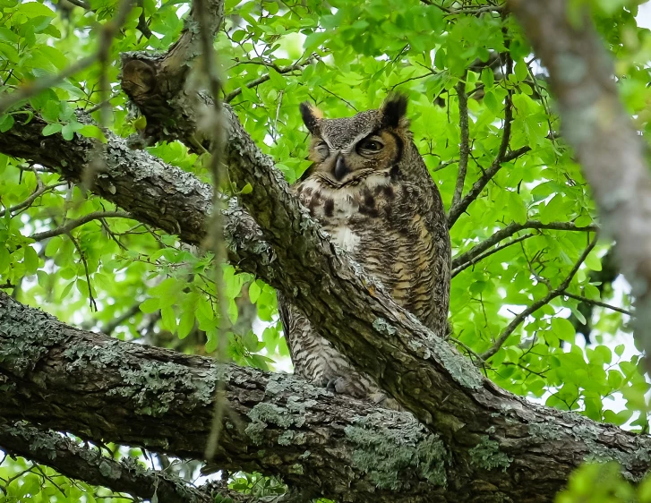 an owl is sitting on the limb of a tree