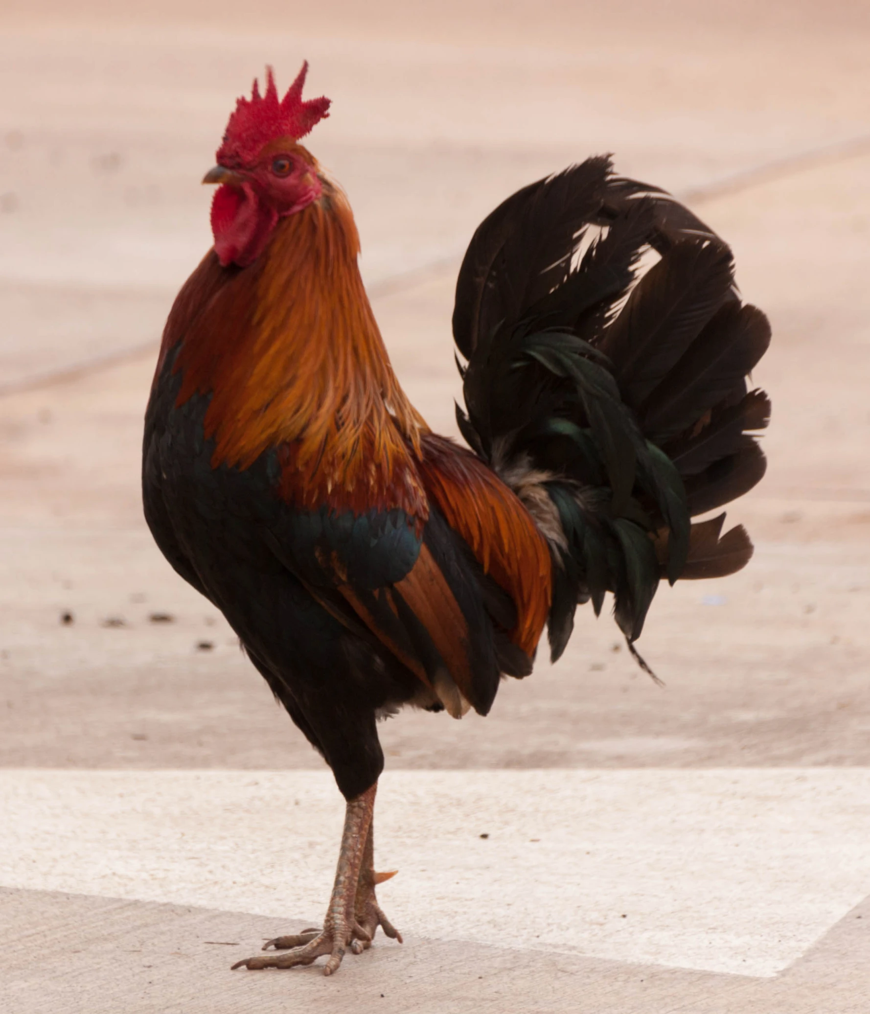 a rooster standing in the middle of an open walkway