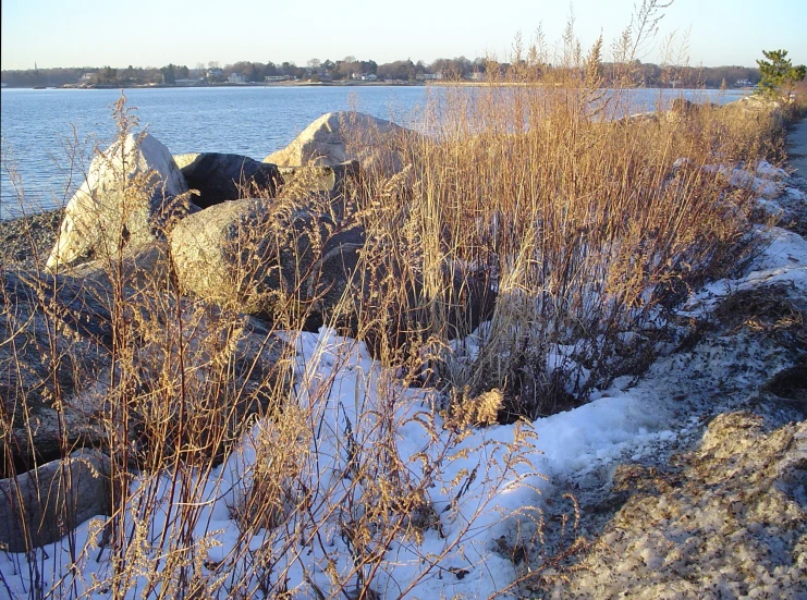 a bush is by the water on some snowy rocks