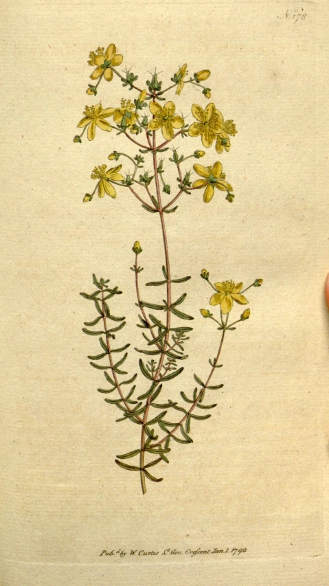 hand pointing to a drawing with small flowers