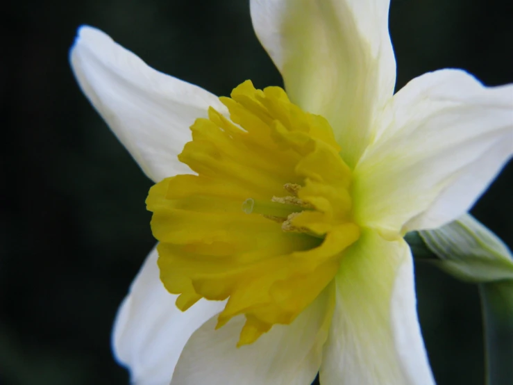 the large flower has very yellow center petals