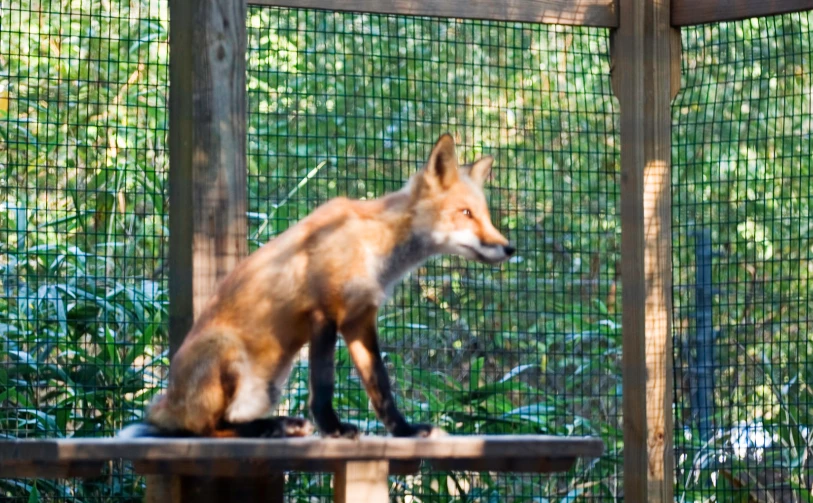 a fox that is standing on a wood platform