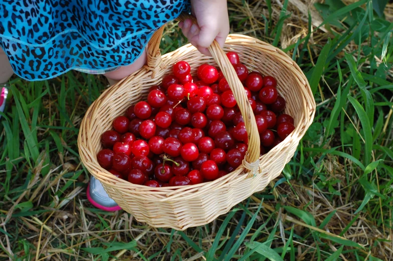 a basket of cherries on the grass, with a person holding them in their hand