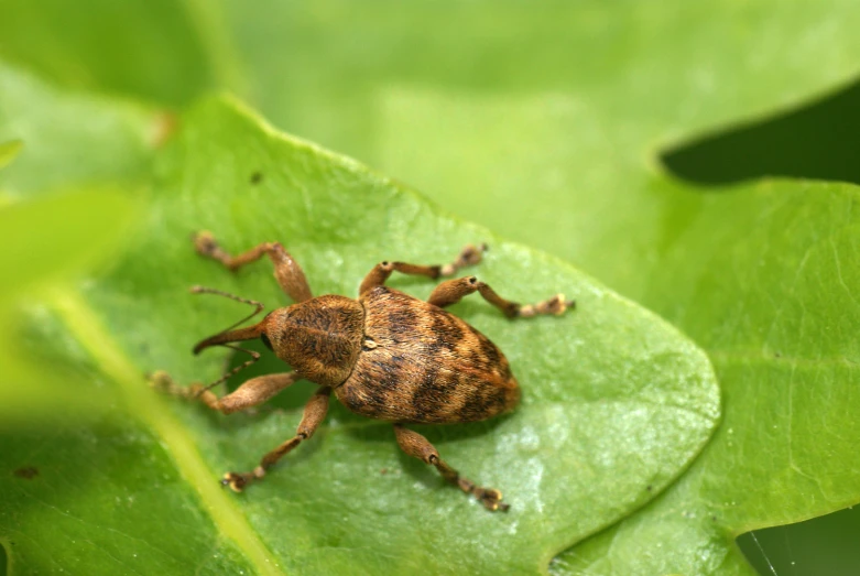 a brown bug crawling on top of a green leaf