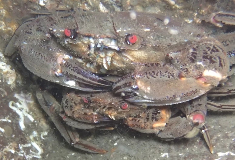 some crab are laying on the ground by themselves