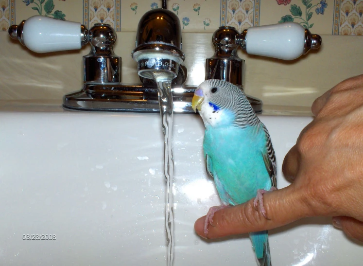 a blue bird being bathed by someones hand in the bathroom sink