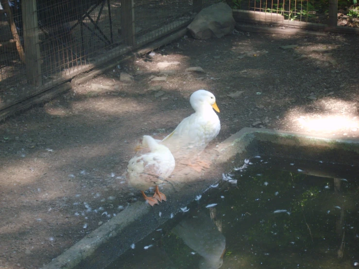 a duck standing by a dle of water