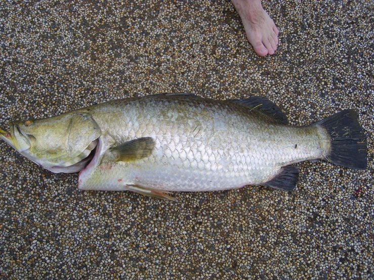 dead fish laying on the ground with other items nearby