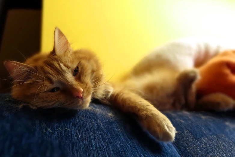 the orange cat is sitting next to the white and black dog