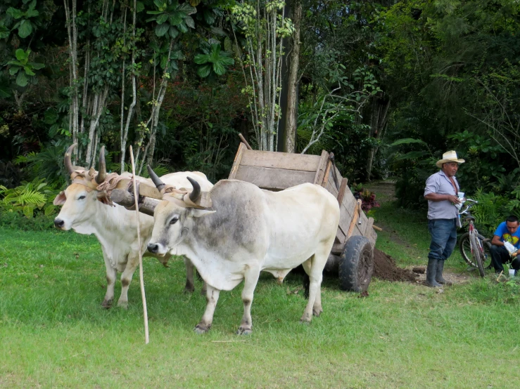 two horned cows standing next to a person in the grass