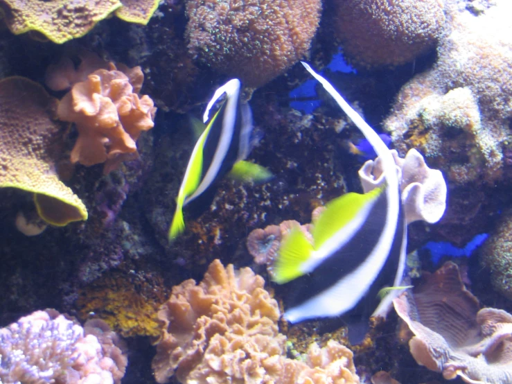 a fish that is swimming through some coral