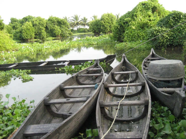 two row boats are pulled up near the shore