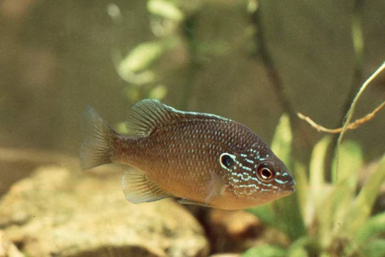 a blue fish that is swimming in some water