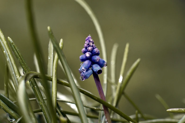 small blue flowers on the stem of a pine tree