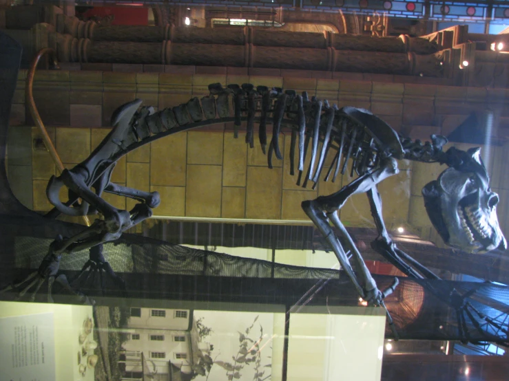 a large dinosaur skeleton in a museum display