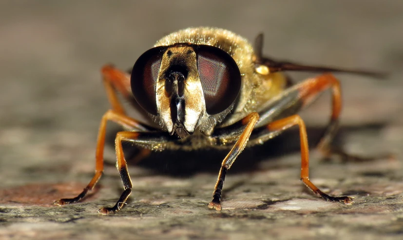 an insect with yellow, brown and black markings on its face