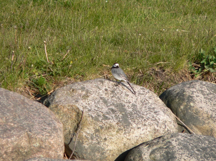 bird sitting on rock in grassy area next to grassy area