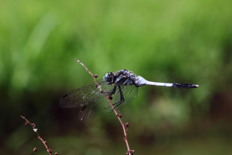 a black dragonfly rests on a twig