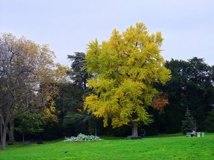 the yellow tree stands tall as the other leaves rest on its own