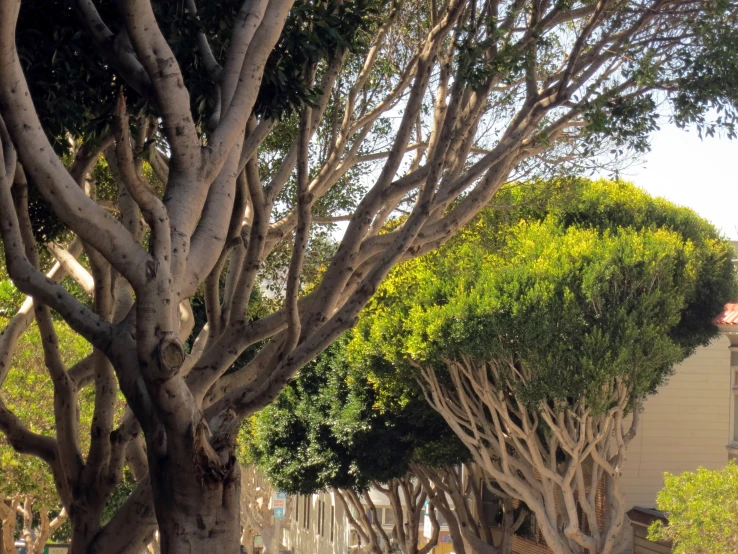 a man is walking on a sidewalk with trees on both sides