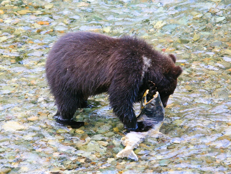 a brown bear eating a fish in the river