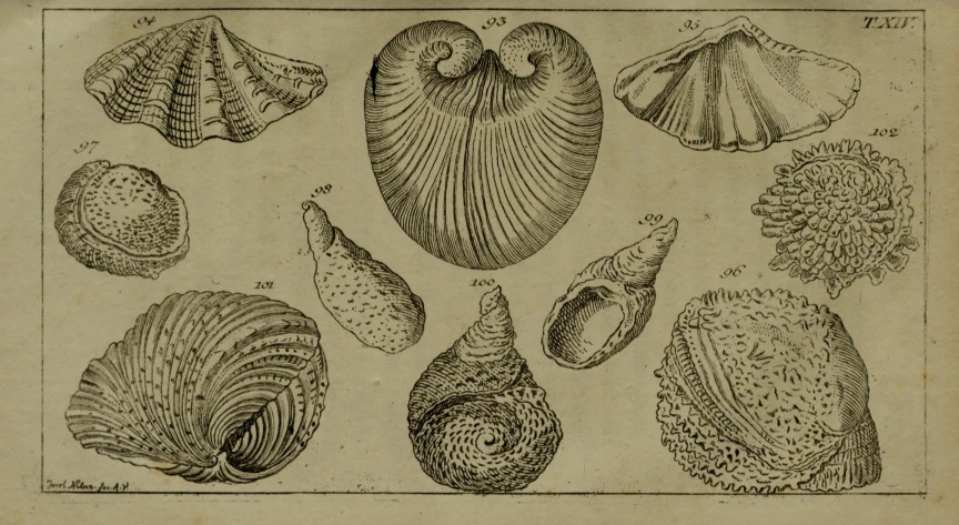 a drawing depicting a group of sea shells