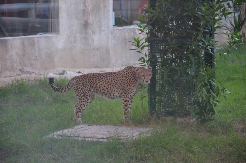 the cheetah is looking at the cat through the screen