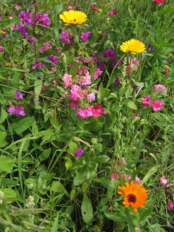 the wildflowers are blooming in the field together