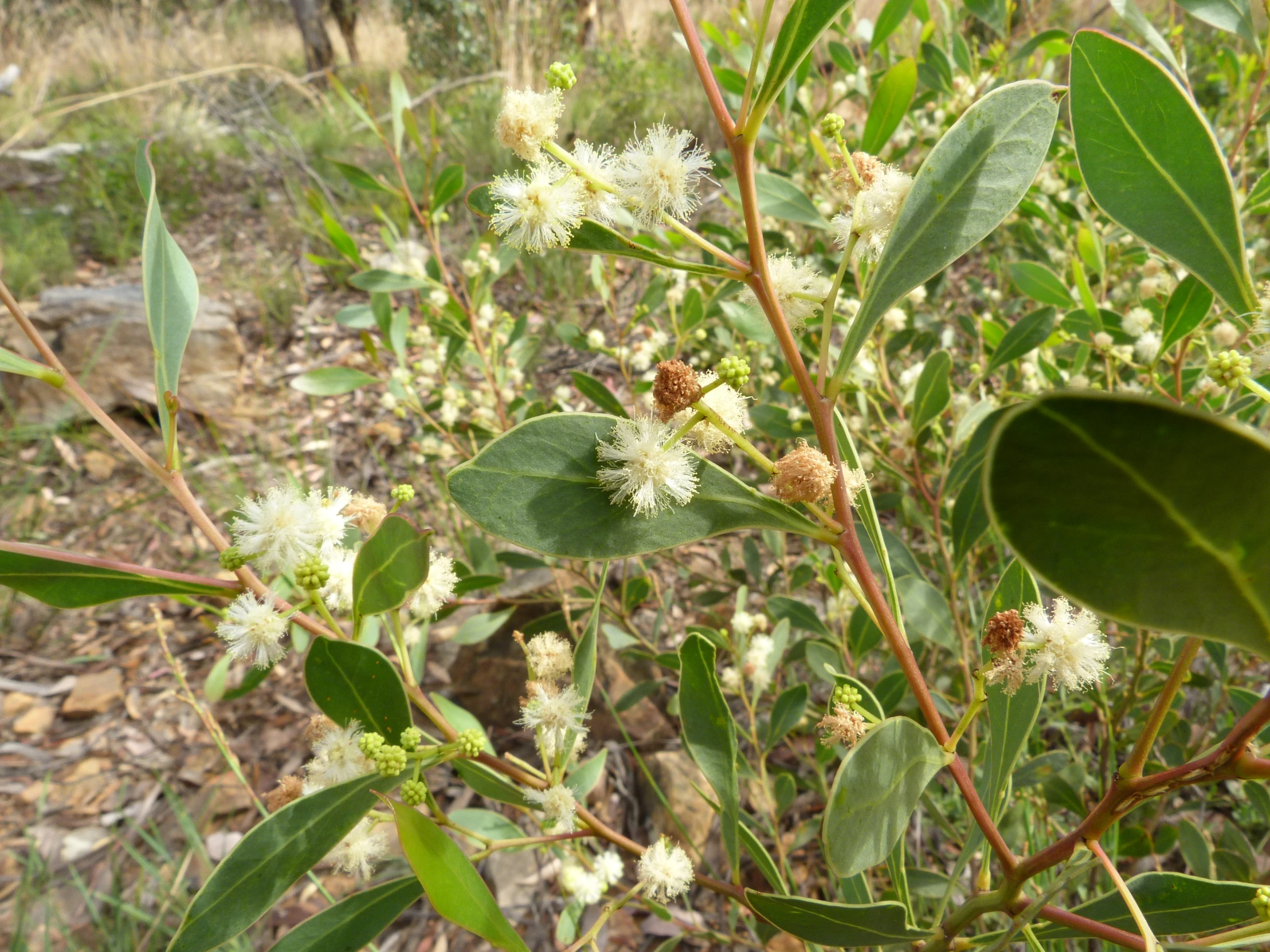 a small plant with white flowers in the foreground
