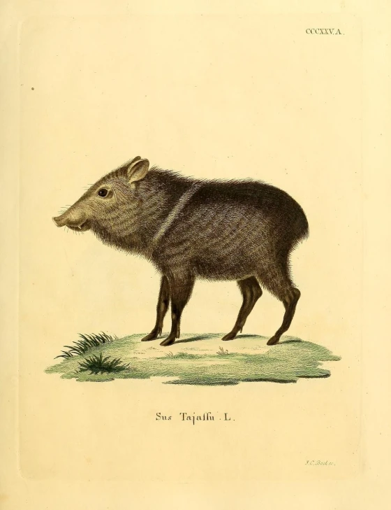 an engraving of a large animal in a field