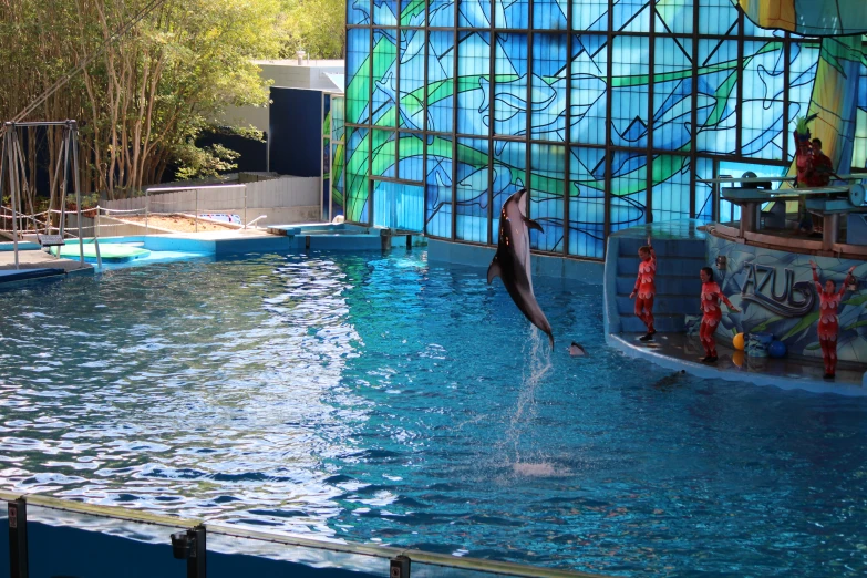 a dolphin leaps up into a pool in front of an aquarium